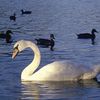 Fishermen Are Hurting Park Slope's Swans